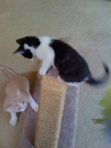 Baudelaire and Gypsy kittens