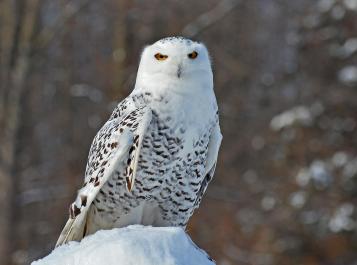 Snowy Owl
